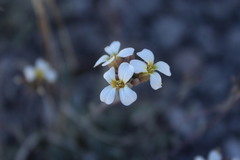 Lepidium thurberi