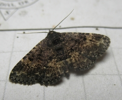 Metalectra diabolica