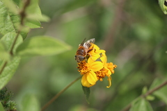 Palpada vinetorum