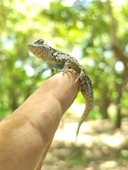 Urosaurus bicarinatus