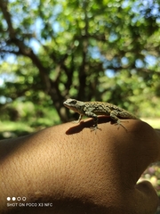 Urosaurus bicarinatus