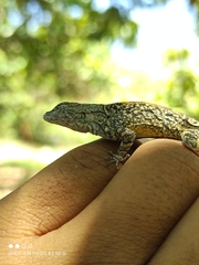 Urosaurus bicarinatus