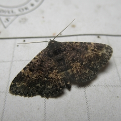 Metalectra diabolica