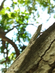 Urosaurus bicarinatus