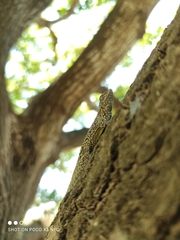 Urosaurus bicarinatus