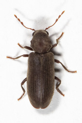 Microbregma emarginatum