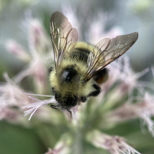 Half-black Bumble Bee photo 5