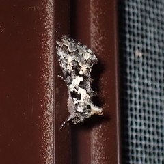 Syngrapha rectangula