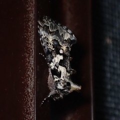 Syngrapha rectangula