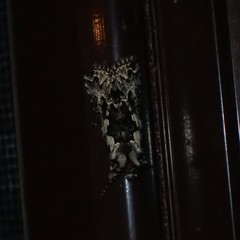 Syngrapha rectangula