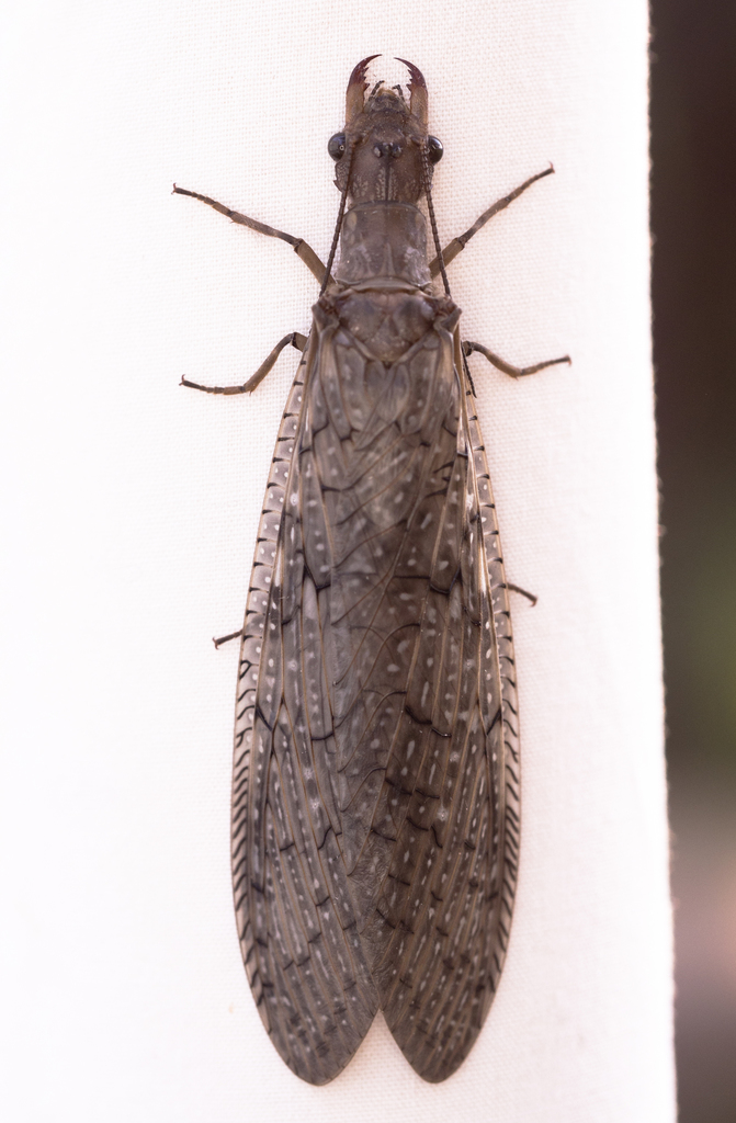 Texas Dobsonfly