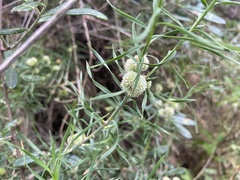 Acanthocarpus preissii