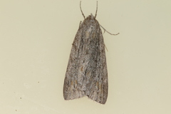 Chlenias zonaea