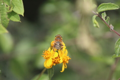 Palpada vinetorum