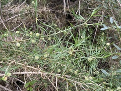 Acanthocarpus preissii