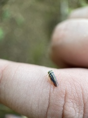 Balcanocerus crataegi