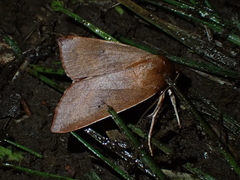 Maurilia