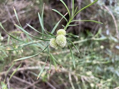 Acanthocarpus preissii