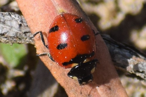 Transverse Lady Beetle