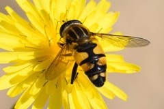 Helophilus neoaffinis