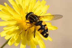 Helophilus neoaffinis