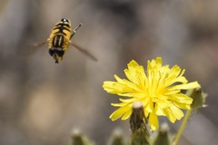 Helophilus neoaffinis