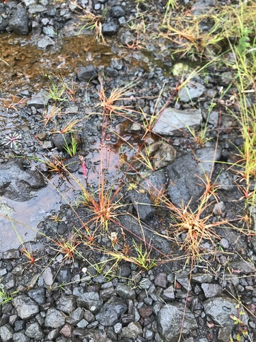 Juncus planifolius observed 2021-07-21