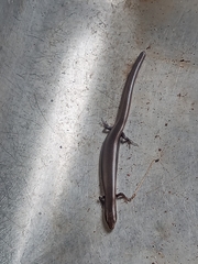 Plestiodon parvulus