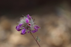 Dalea pulchra