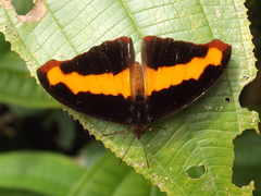 Catonephele mexicana