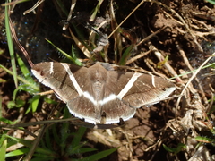 Bastilla arctotaenia