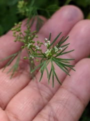 Ammoselinum butleri