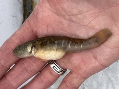 Gillichthys mirabilis