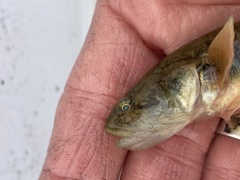 Gillichthys mirabilis