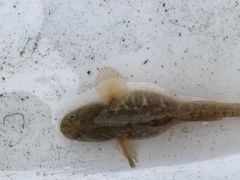 Gillichthys mirabilis