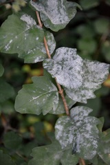 Erysiphe symphoricarpi