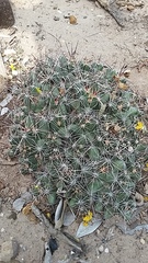 Coryphantha macromeris runyonii