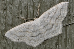 Scopula junctaria