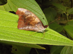 Catonephele mexicana