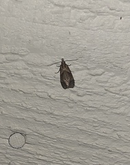 Olethreutes quadrifidum