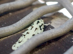 Izatha peroneanella