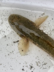 Gillichthys mirabilis