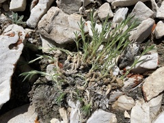 Phlox condensata
