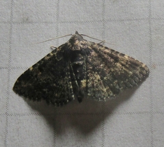 Metalectra diabolica