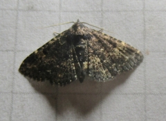 Metalectra diabolica