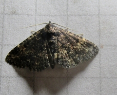 Metalectra diabolica