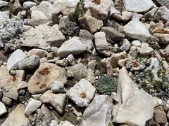 Townsendia condensata