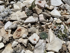 Townsendia condensata