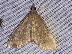 Sericoplaga externalis