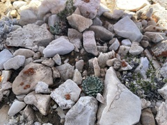 Townsendia condensata